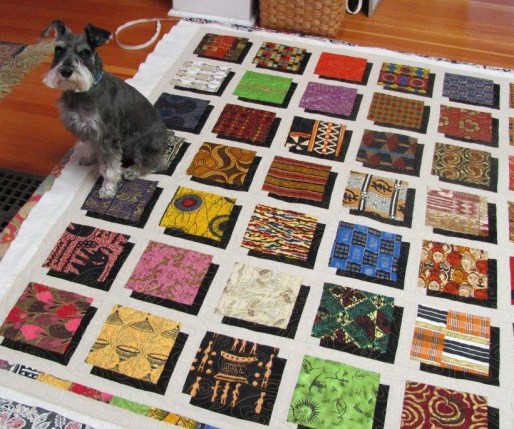 Sassy's friend and miniature schnauzer who lives with my long-arm quilter friend, "seasoned" the quilt once the quilting was complete...