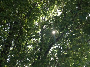 On a walk, listening to inspirational audiobook, stopped to look at the sun through the trees