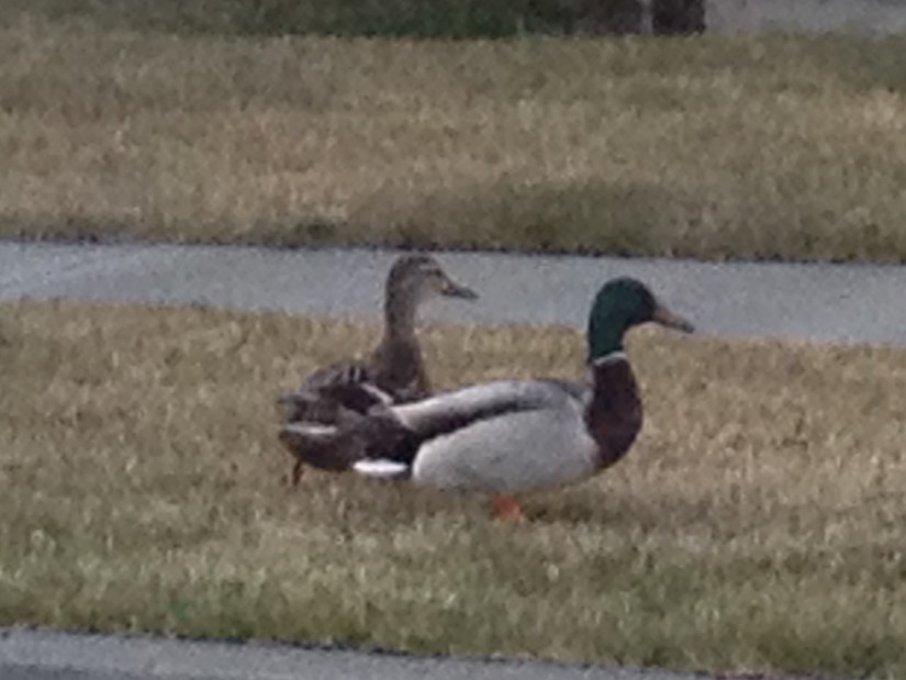 2016-04-02_021454554_11E97_iOS