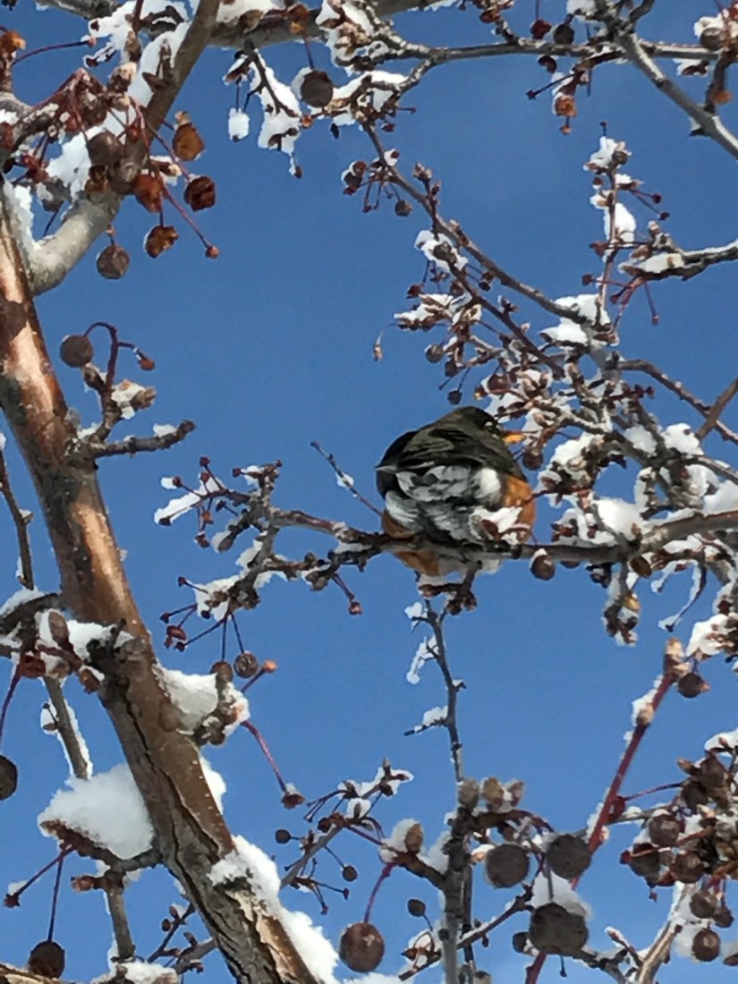 2017-01-11_10-53-30_619