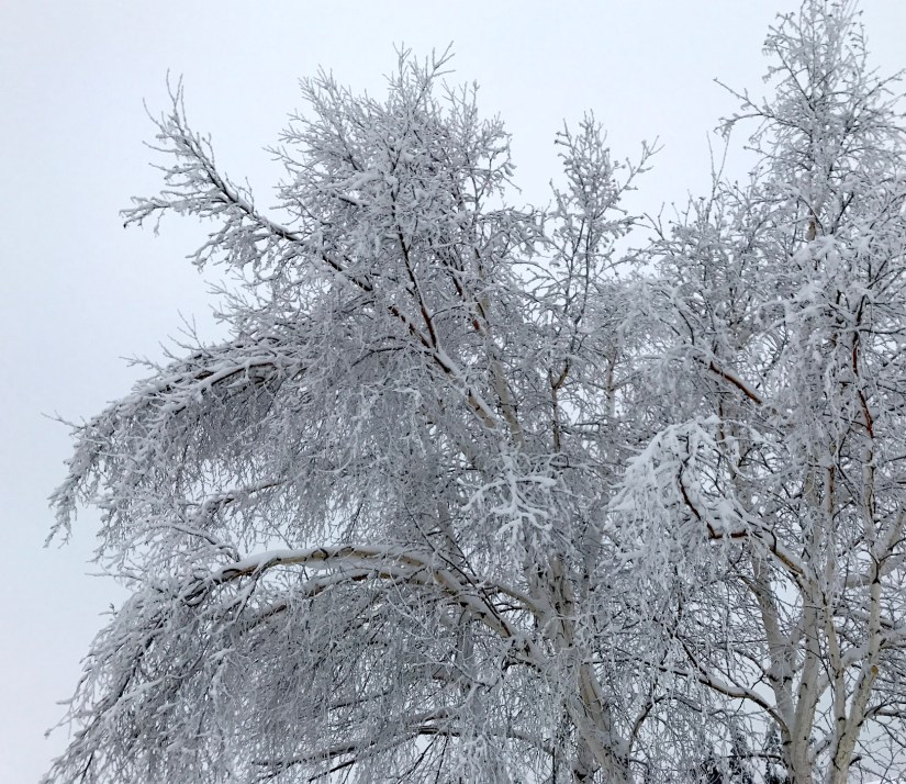 2017-01-12_11-44-11_493