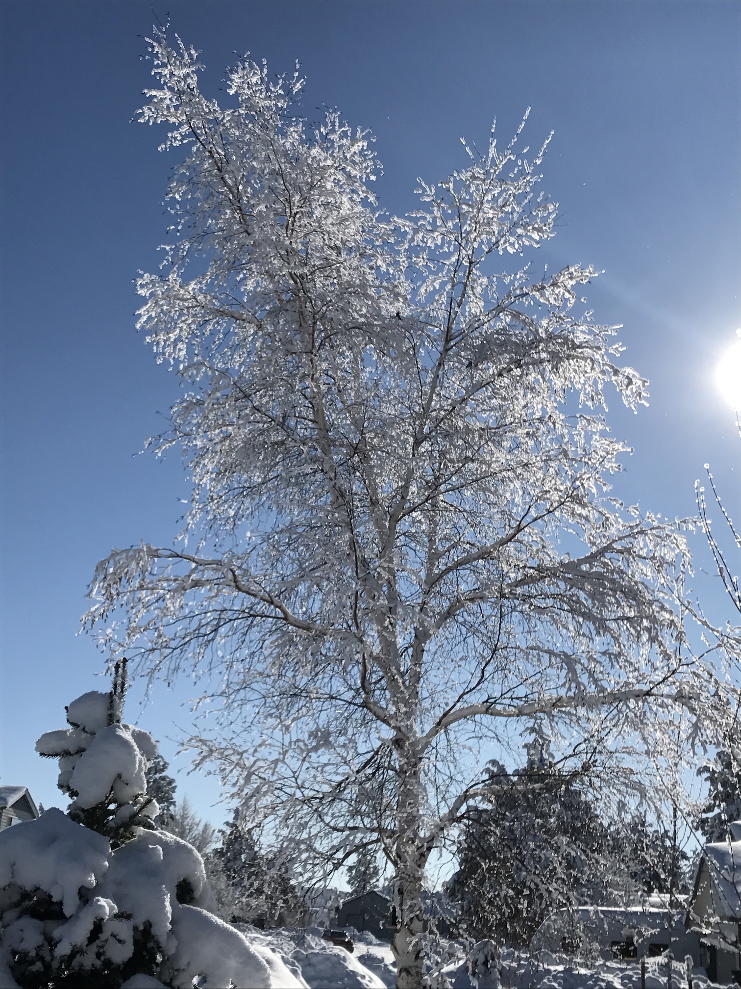 2017-01-14_12-55-50_459