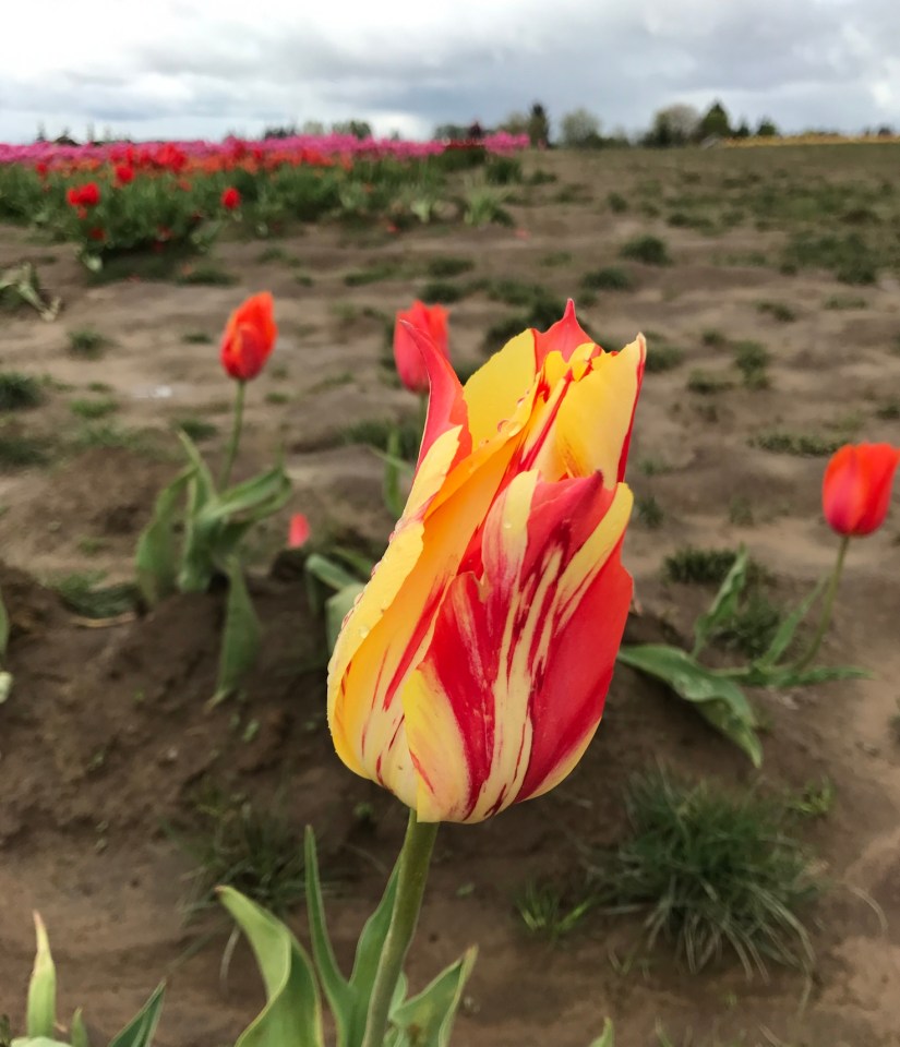 2017-04-27_12-39-43_455