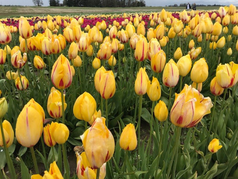 2017-04-27_12-47-25_710