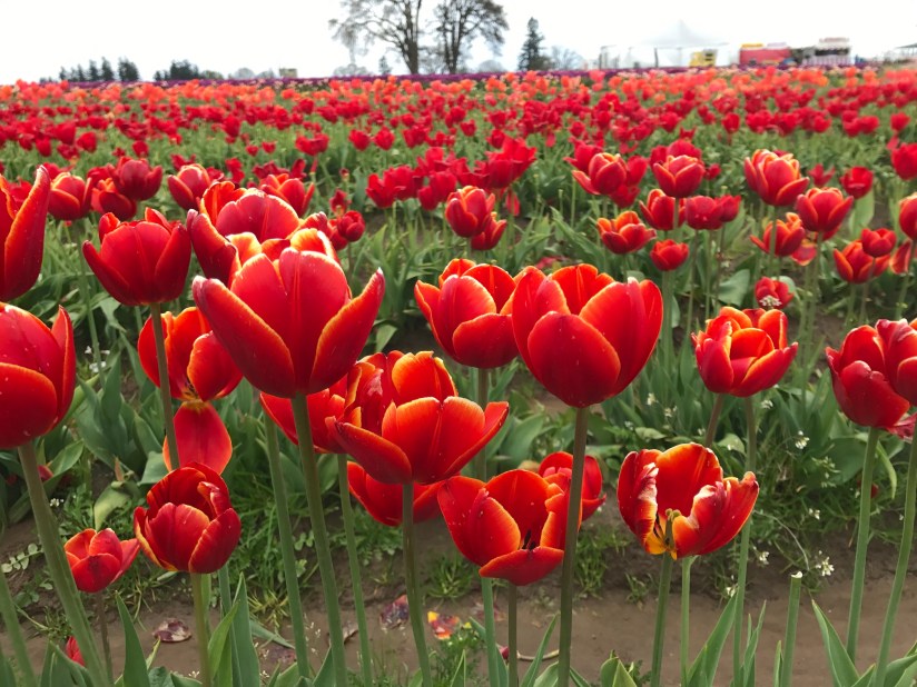 2017-04-27_12-47-43_660