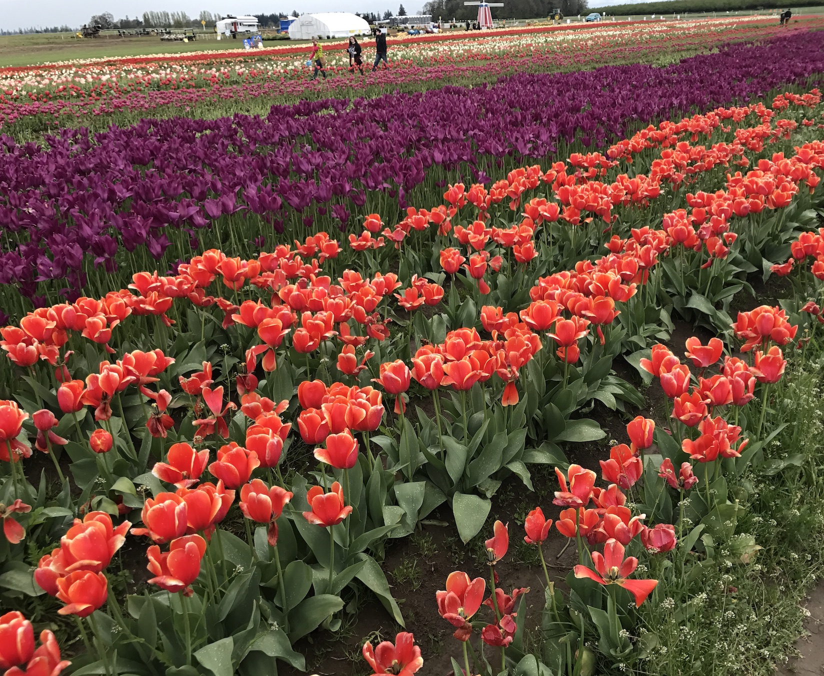 2017-04-27_12-51-58_594