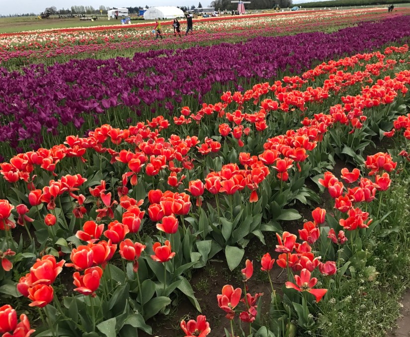 2017-04-27_12-51-58_594