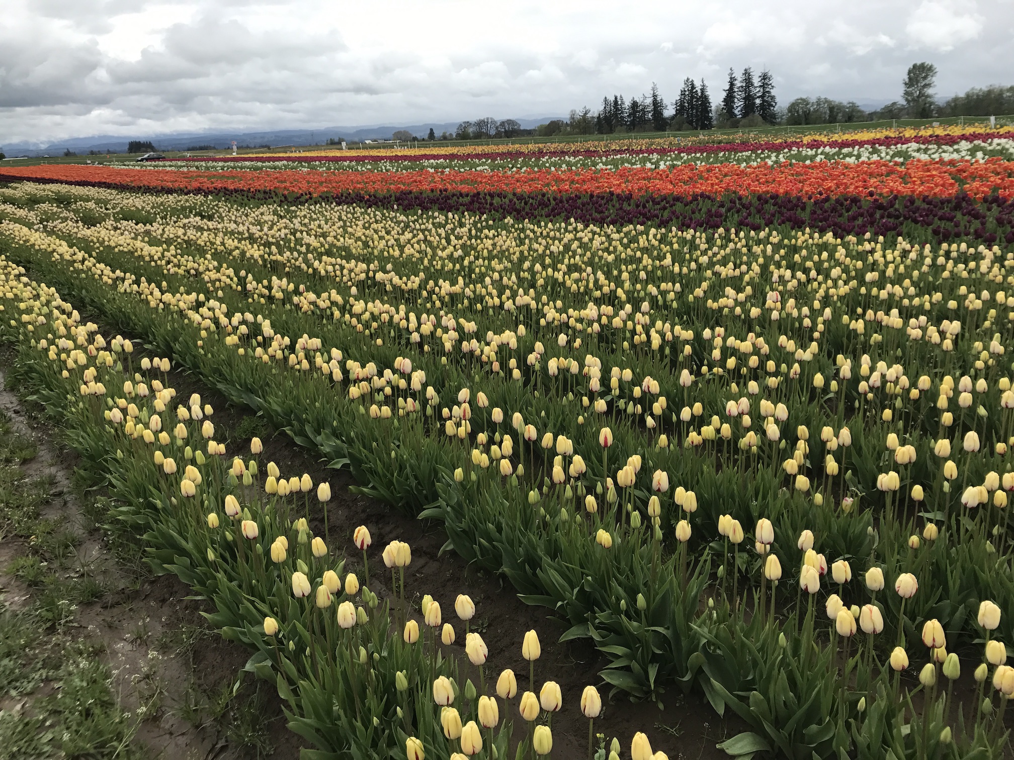 2017-04-27_12-52-17_145