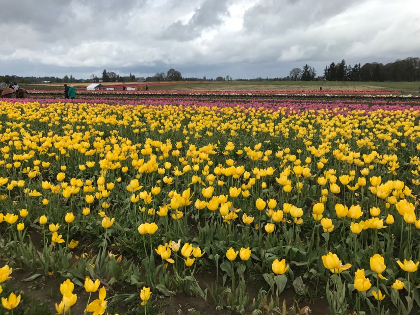 2017-04-27_12-54-21_426