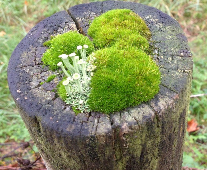 2016-10-29_11-06-16_816