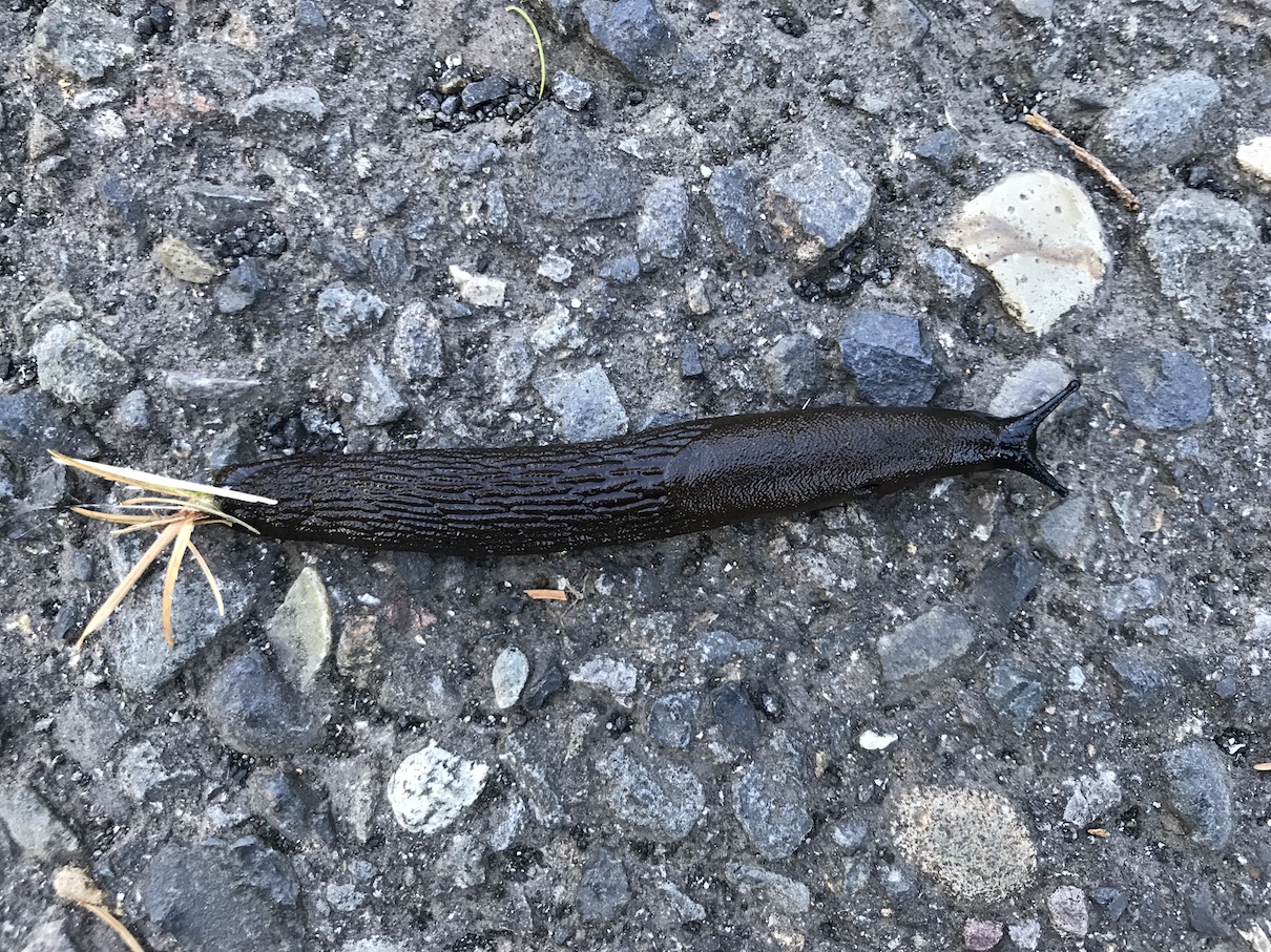 2017-05-20_18-36-14_023