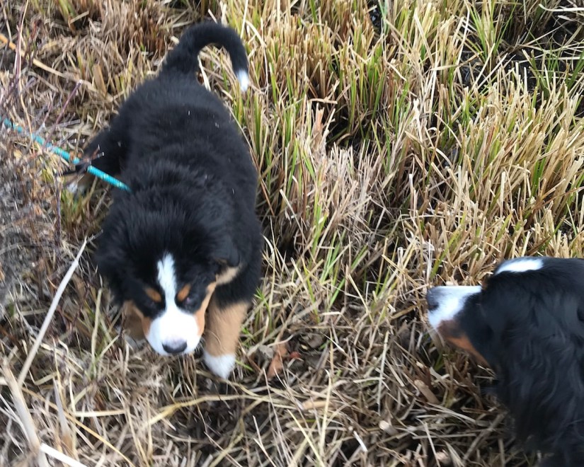 2018-02-05_12-31-07_379