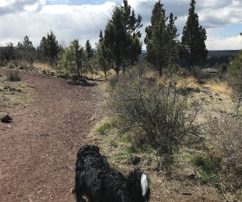 2018-04-02_11-43-42_391