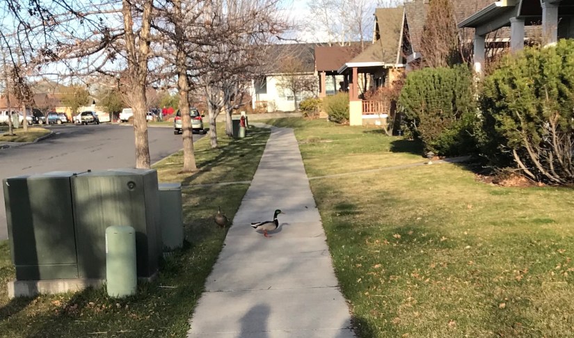 2018-04-17_18-37-43_950