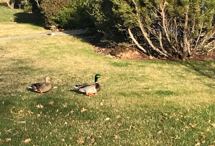 2018-04-17_18-37-53_763