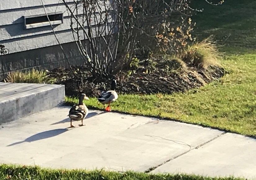 2018-04-17_18-38-42_797