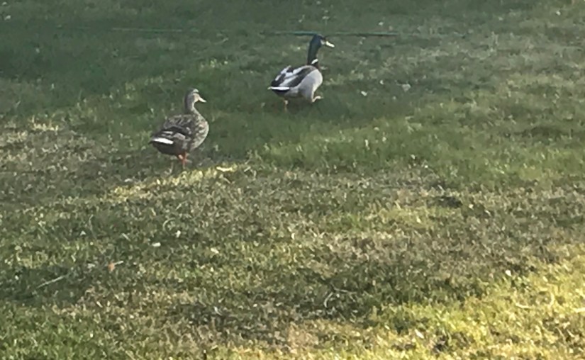 2018-04-17_18-39-04_850