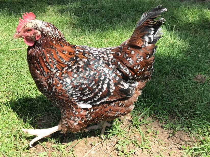 2018-06-04_11-22-35_825