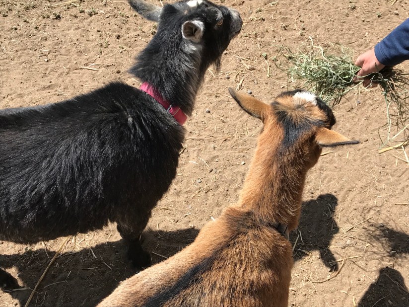 2018-06-04_11-23-43_454