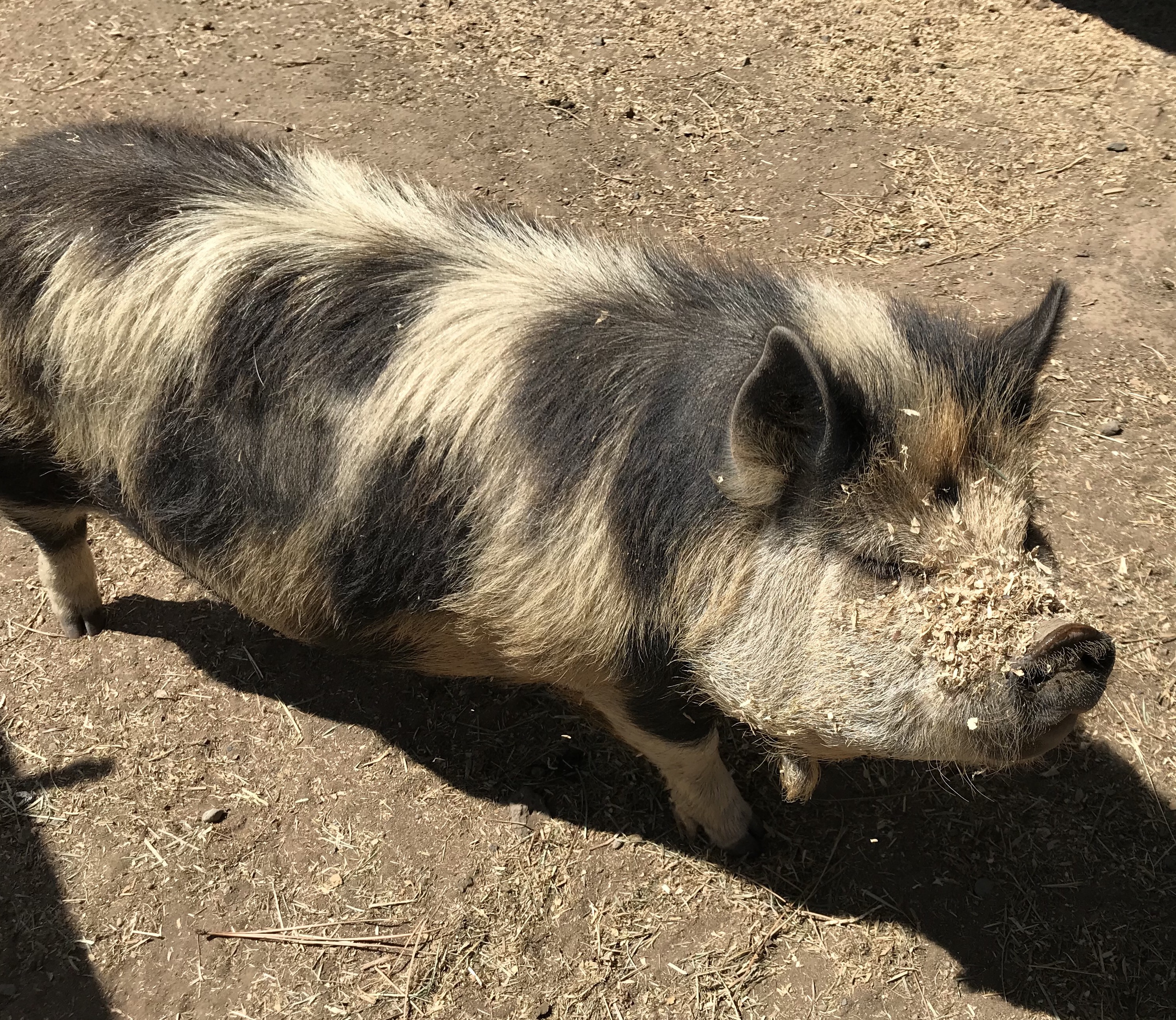 2018-06-04_11-24-42_240