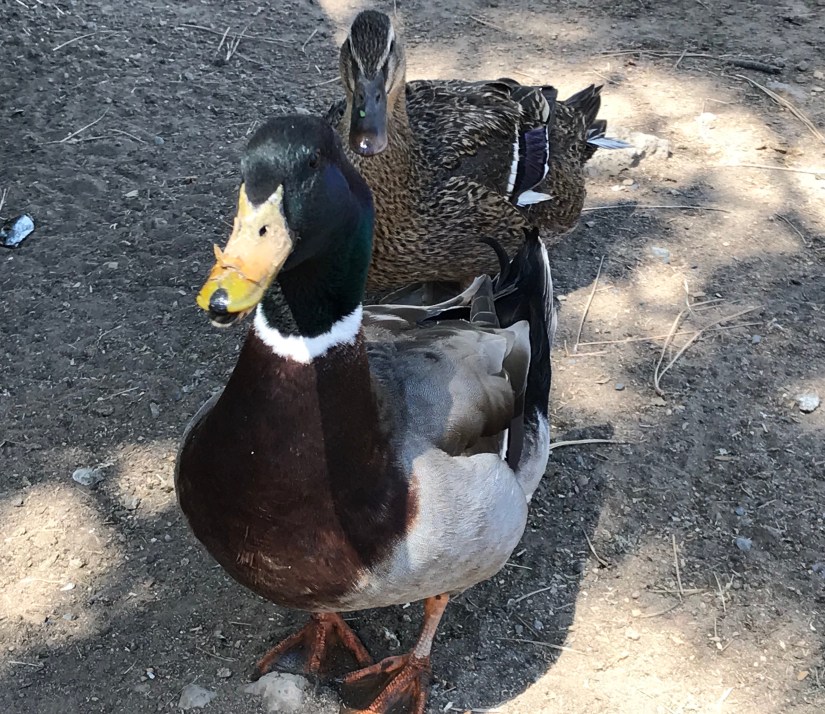 2018-06-04_11-25-12_404