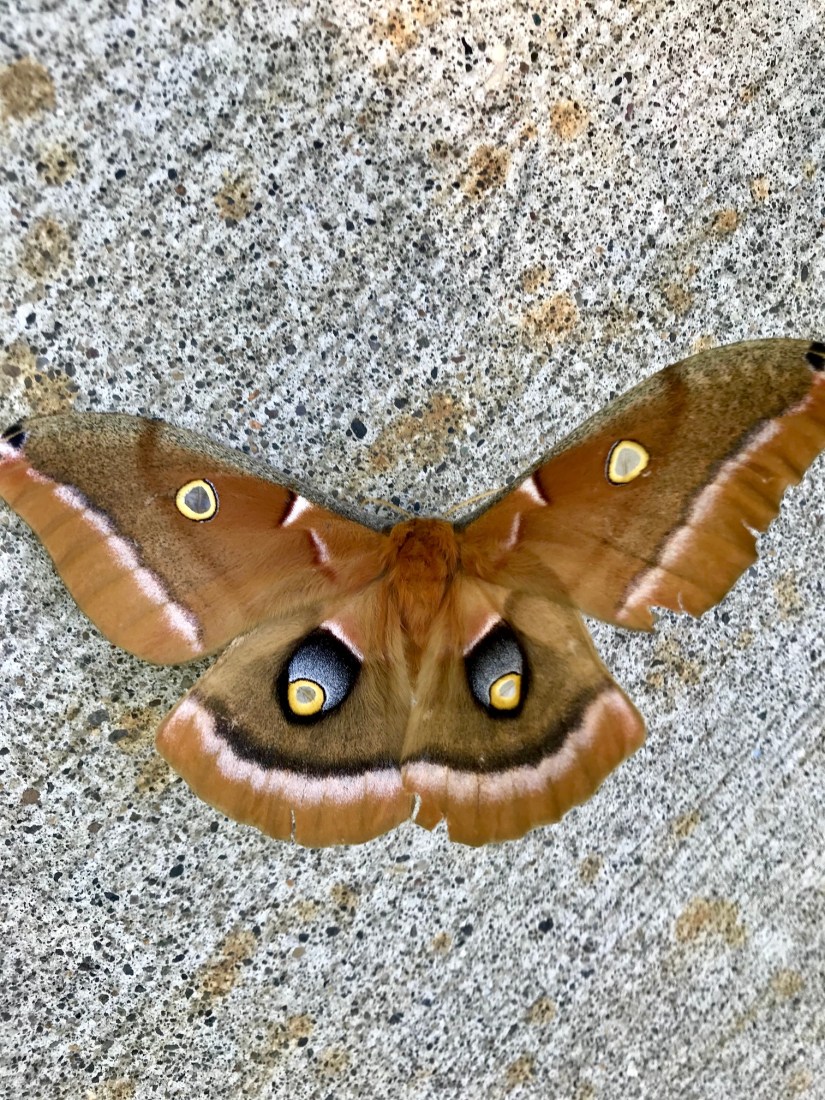 2018-06-24_10-31-13_838