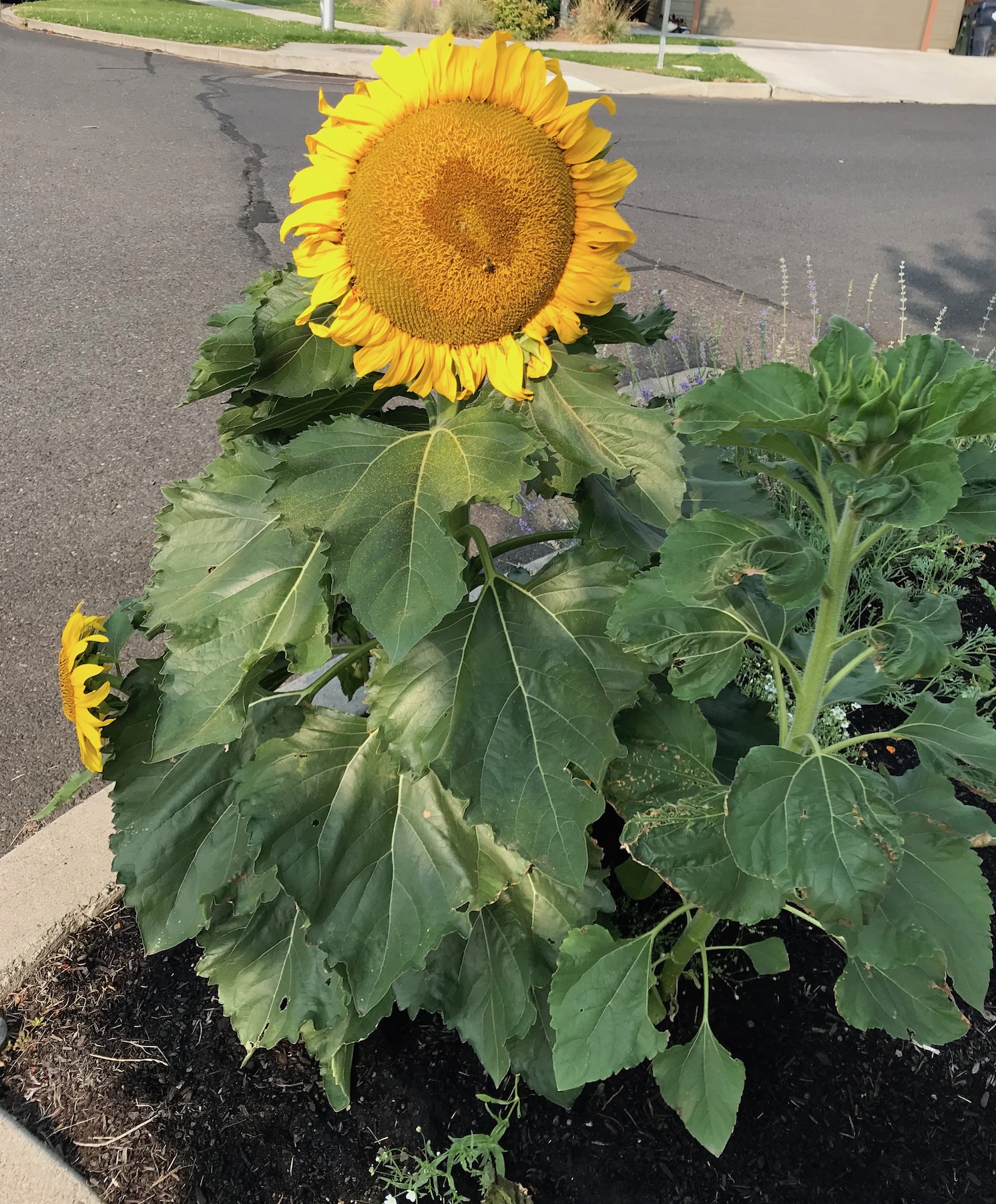 2018-08-22_09-31-14_977