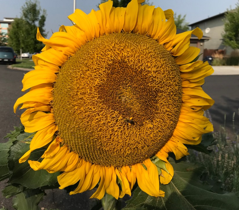 2018-08-22_09-31-23_518