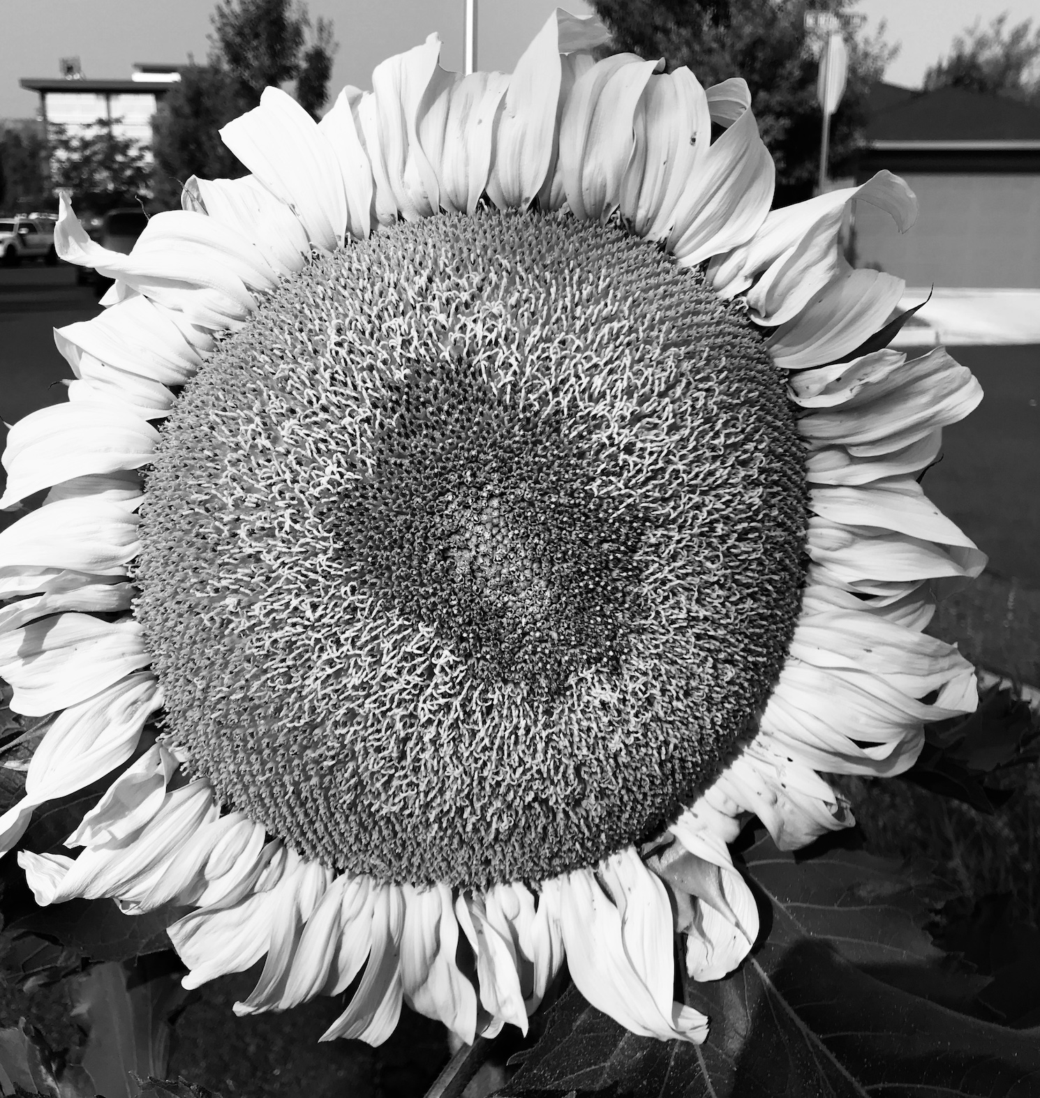 2018-08-22_09-31-41_234