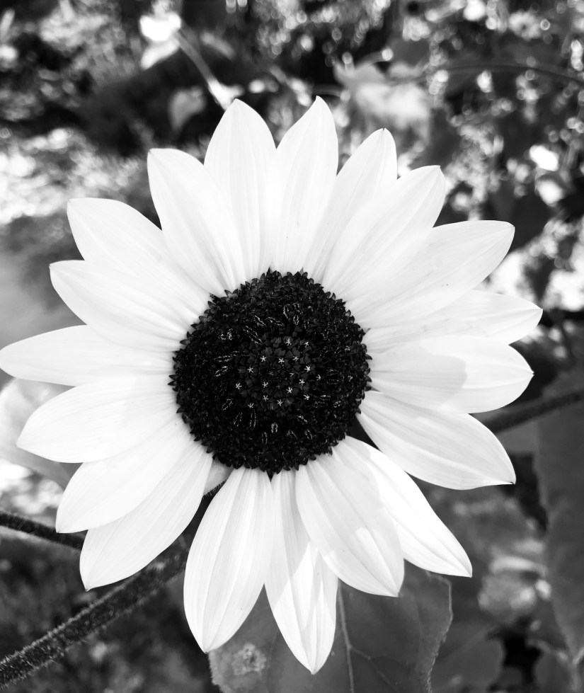 2018-08-29_10-00-26_671