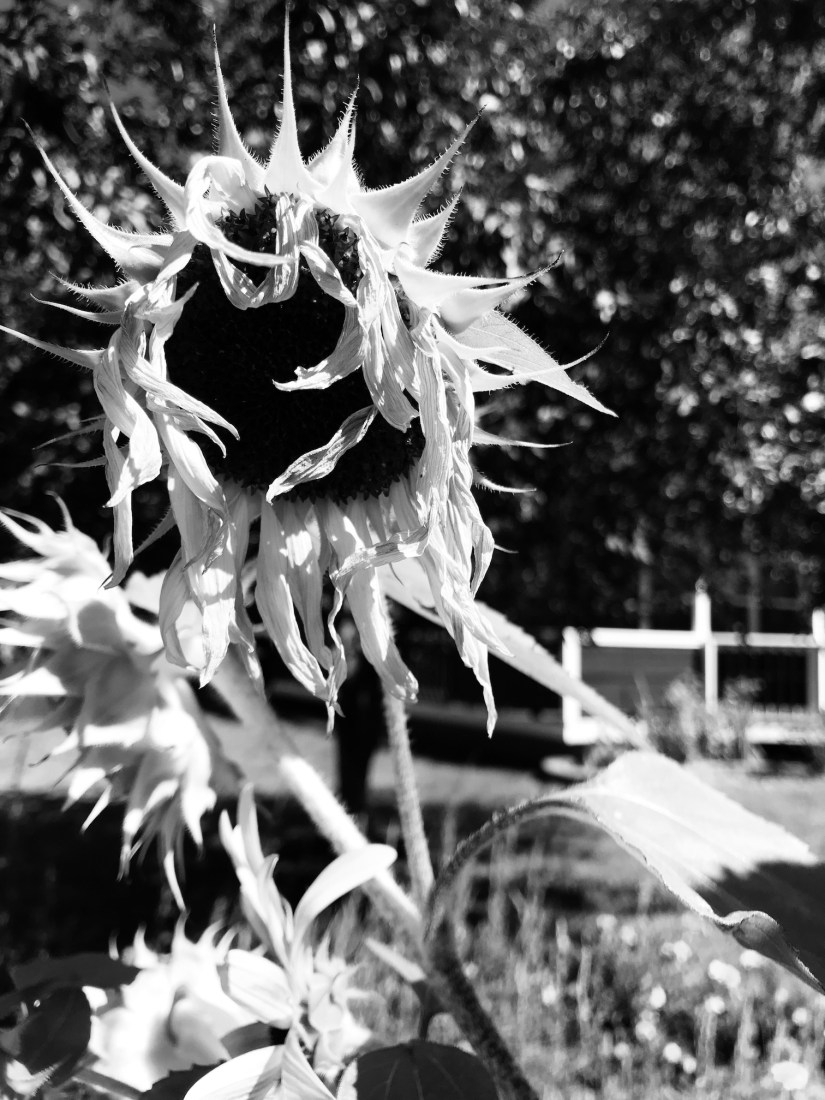 2018-09-01_11-36-04_284