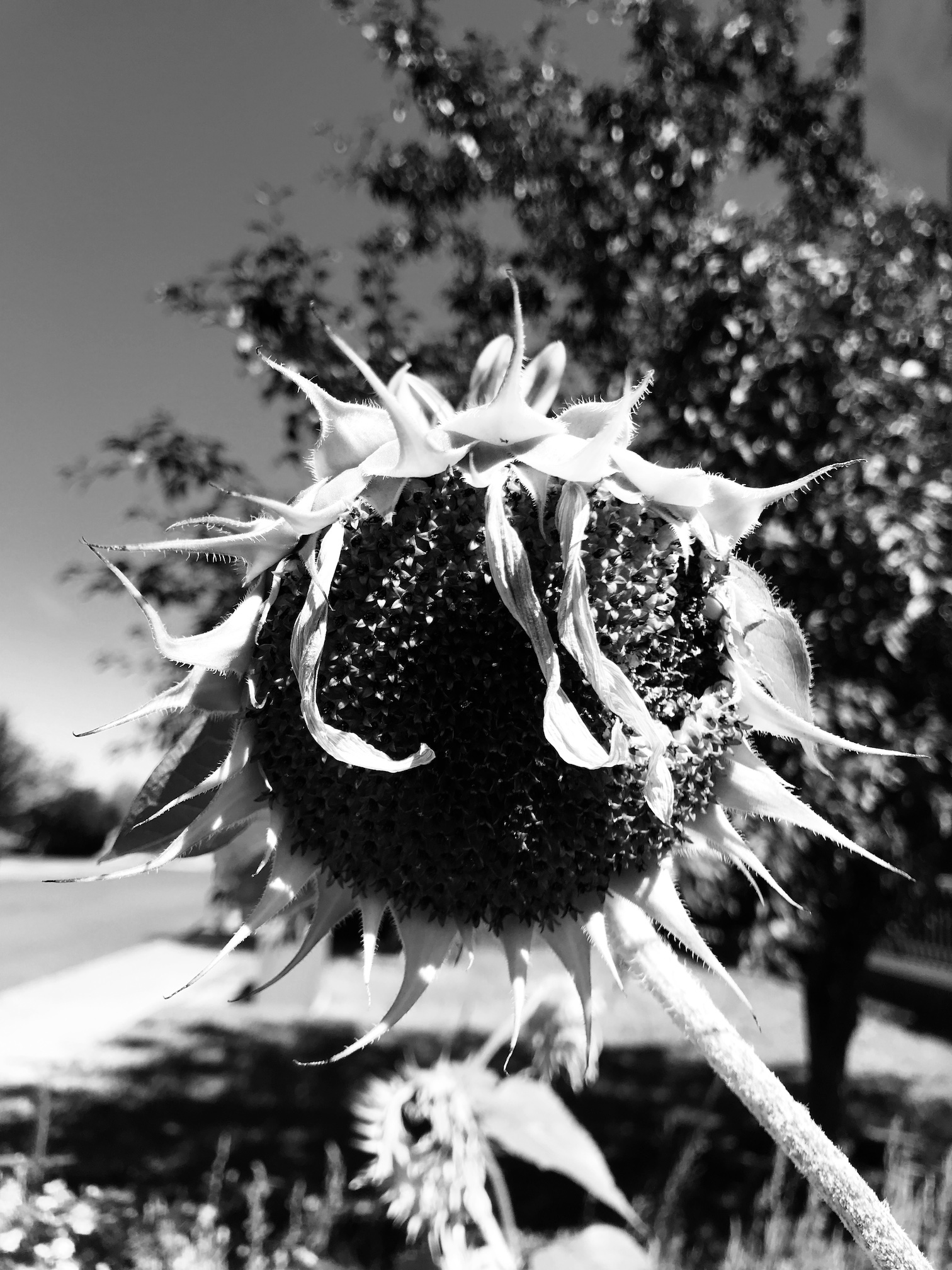 2018-09-01_11-36-14_993