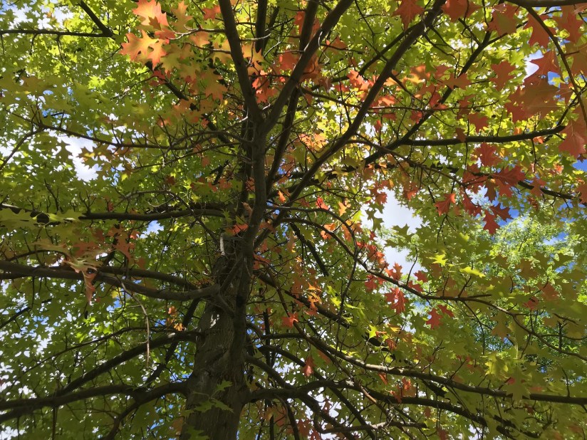 2018-09-13_12-18-05_228