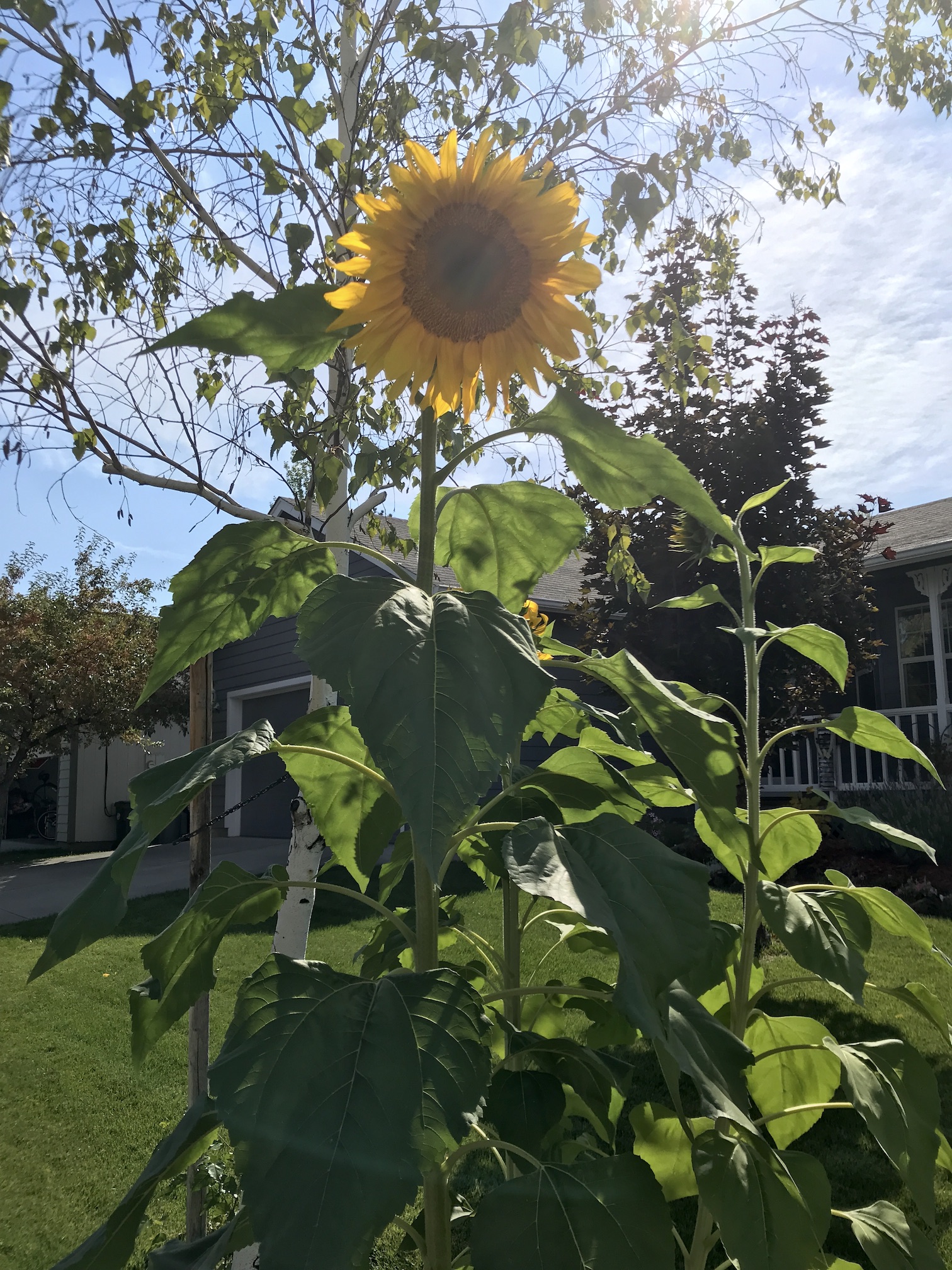 2018-09-15_11-15-53_245