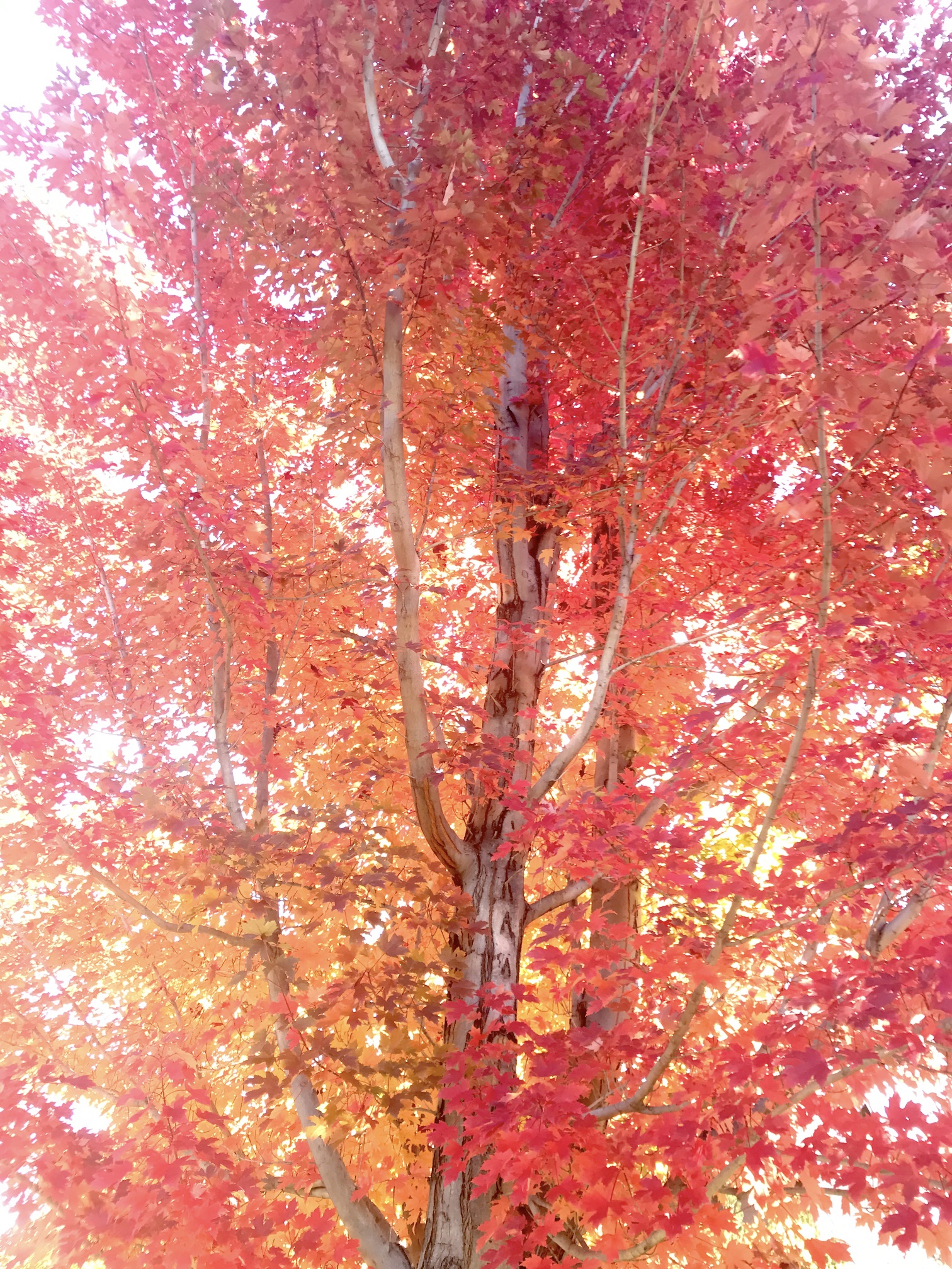 2018-10-11_11-36-54_985