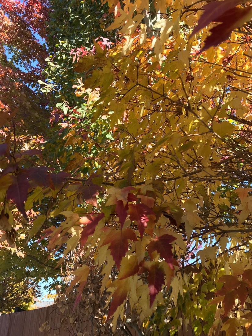 2018-10-12_12-54-01_399