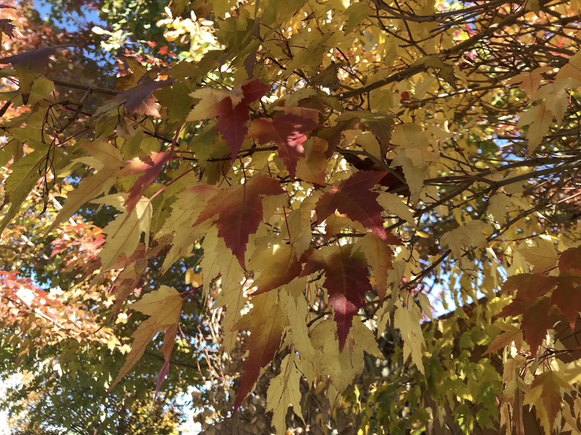 2018-10-12_12-54-07_438