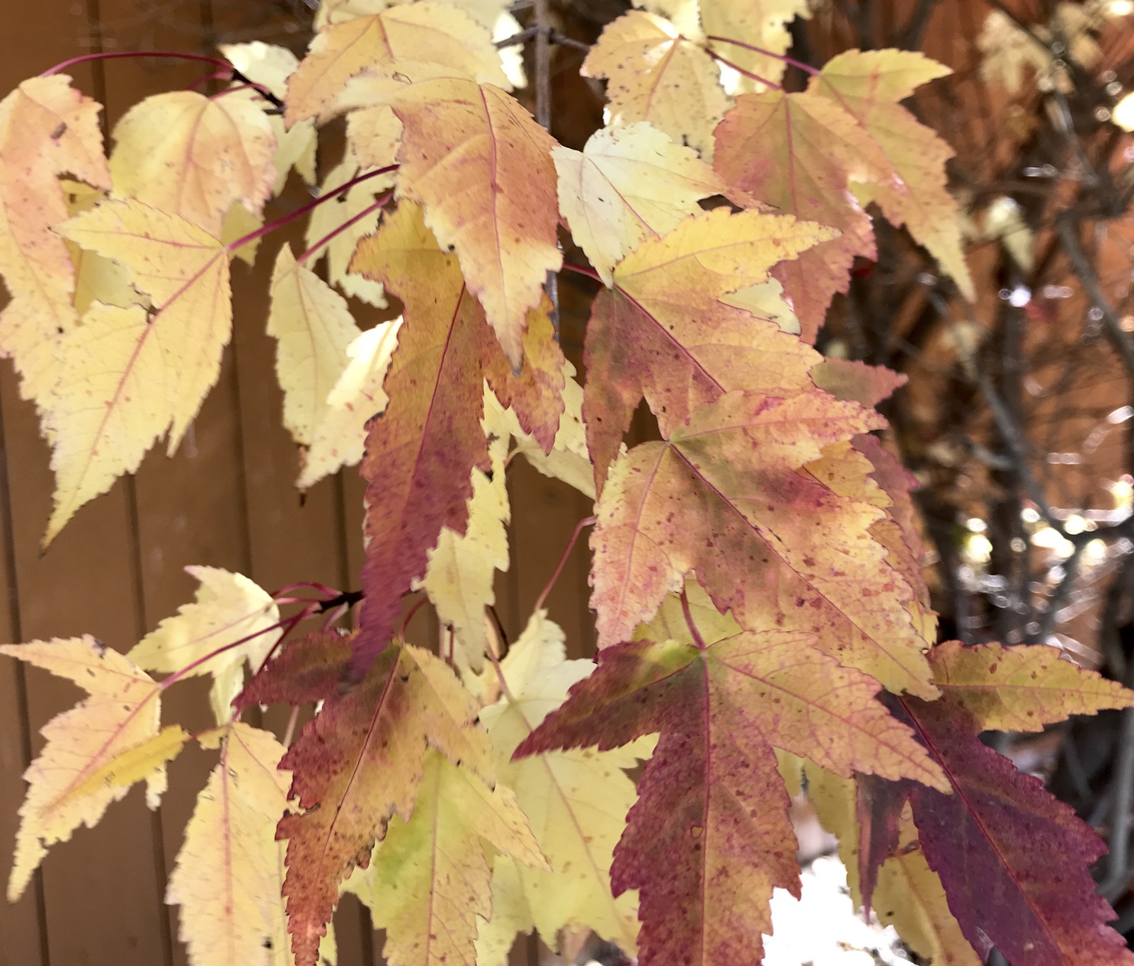 2018-10-12_12-54-12_910