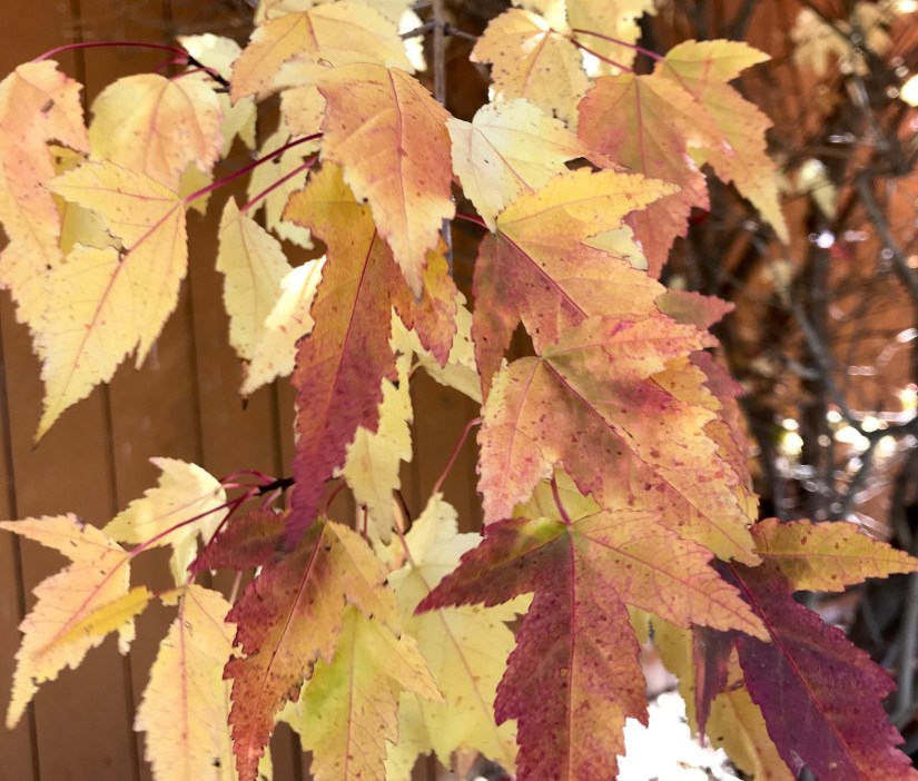 2018-10-12_12-54-12_910