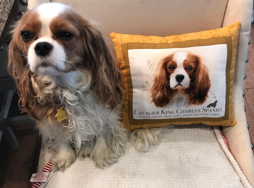 2019-02-23_10-53-26_438