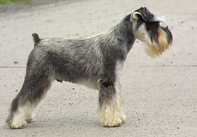 Miniature_Schnauzer_02