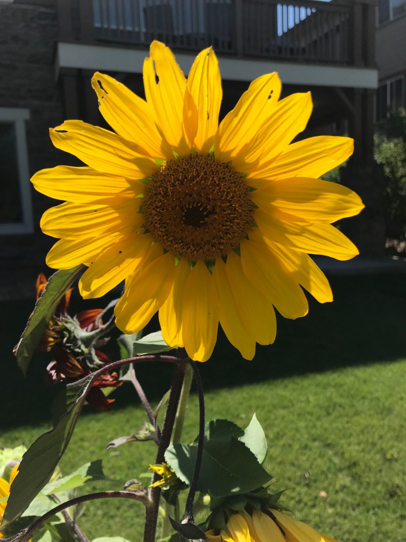 2019-09-09_13-31-32_226