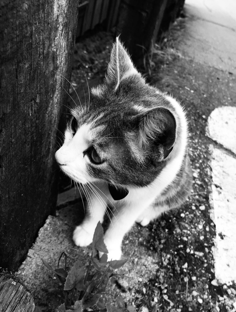 2019-04-04_11-07-15_916