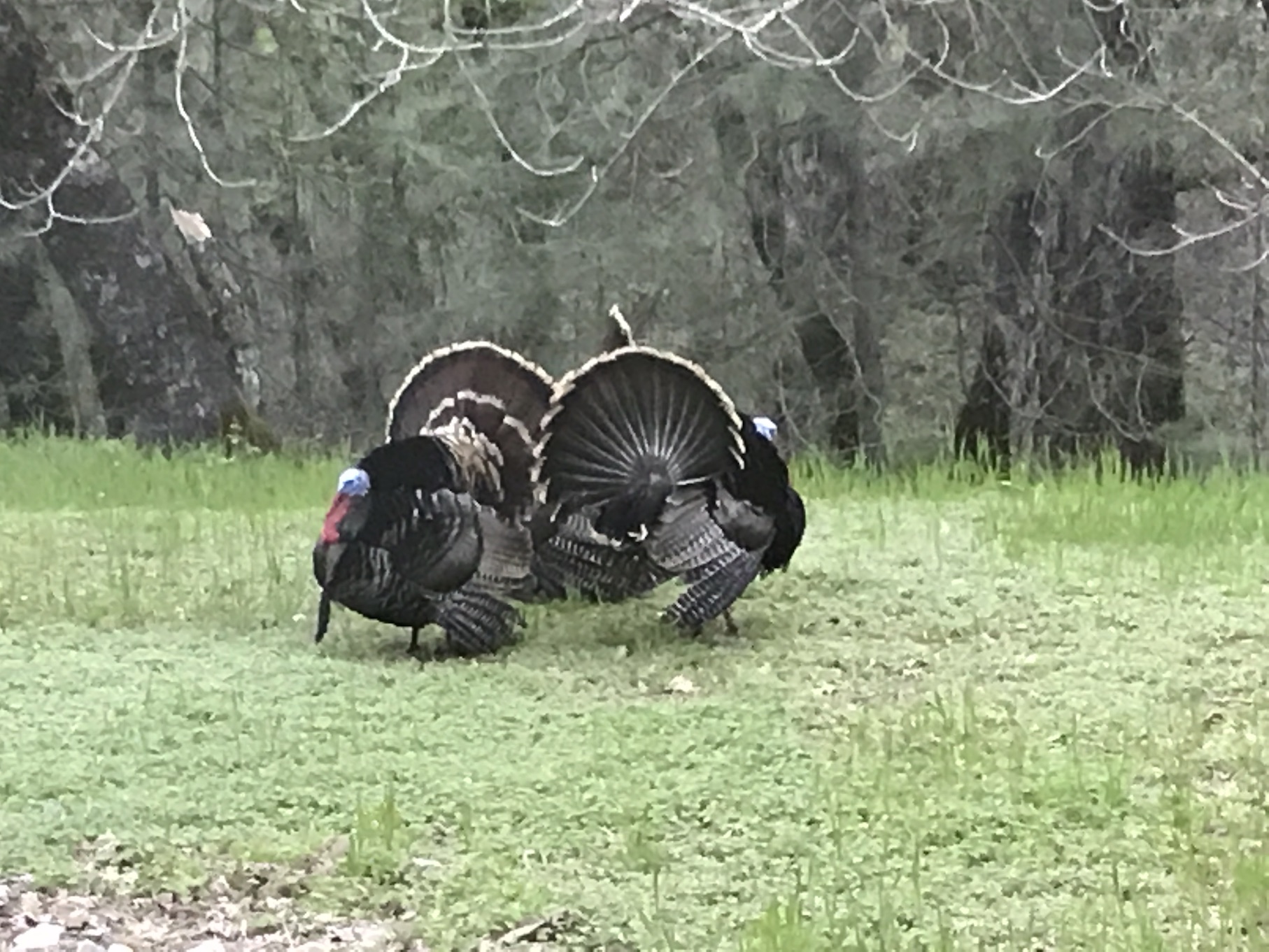 2019-04-04_19-16-17_954