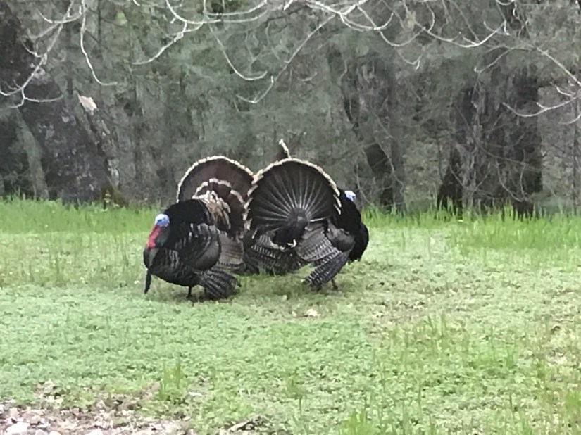 2019-04-04_19-16-17_954