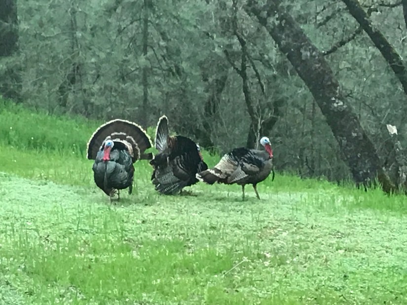 2019-04-04_19-17-27_302