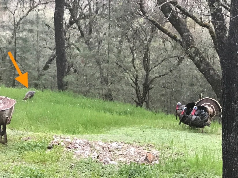 2019-04-04_19-18-18_696