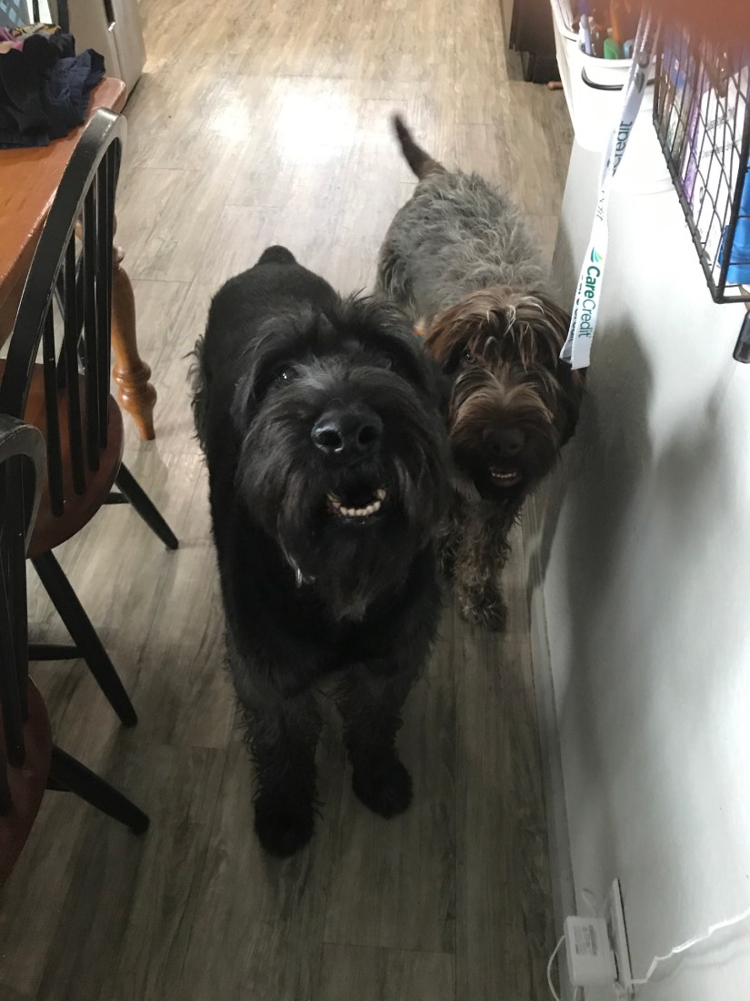 2019-04-05_09-49-07_360