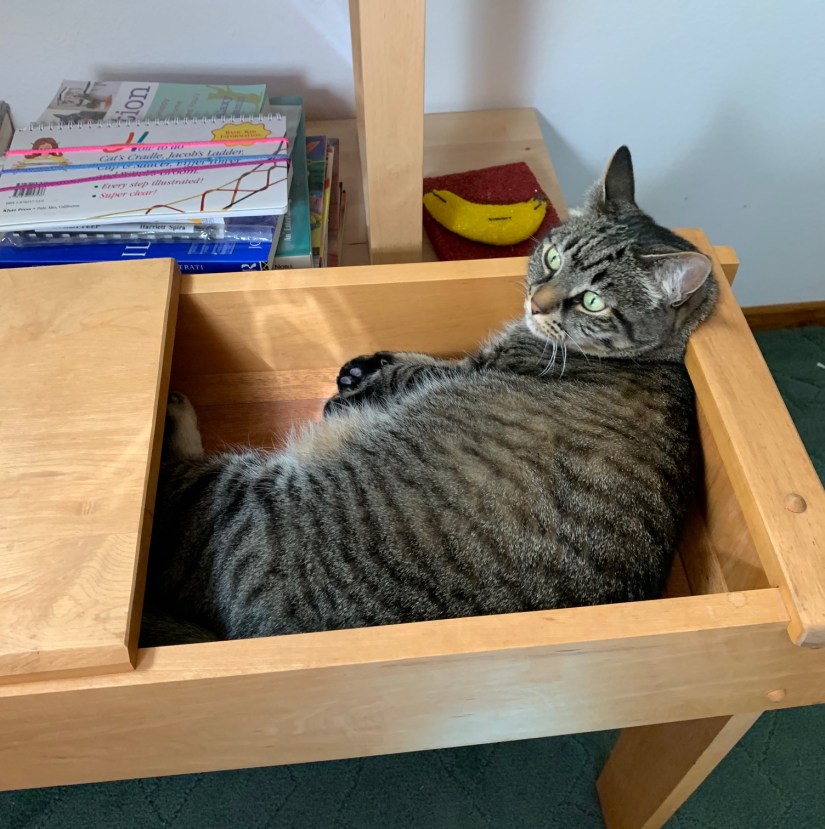 #4 cat in stuff in hallway